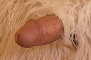 动漫足精榨干footjob Porn